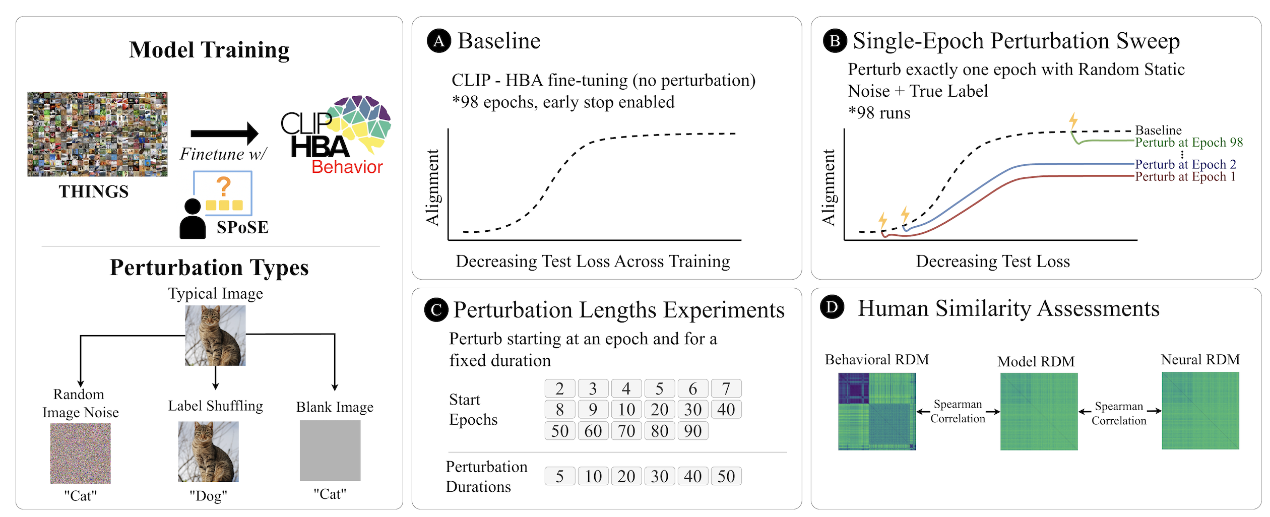 Probing Critical Periods in Model Learning
